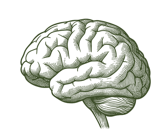 Grabado anatómico del cerebro